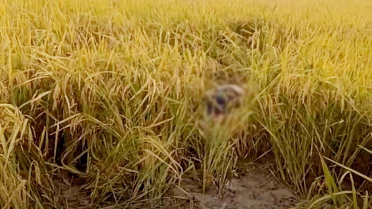 নওগাঁর রানীনগরে ধানক্ষেতে থেকে অজ্ঞাত এক যুবকের মৃতদেহ উদ্ধার